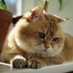猫得了猫瘟能活多久