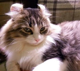 广州哪里有很多猫