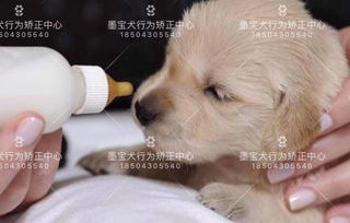 幼犬如何驱蚊