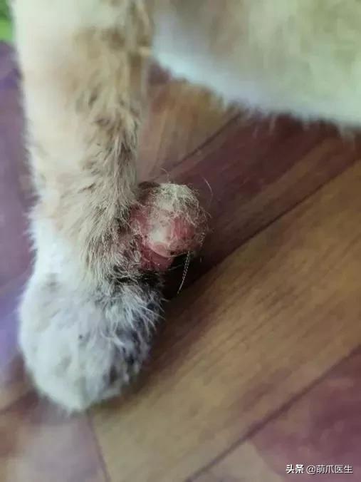 猫癌症有哪些症状