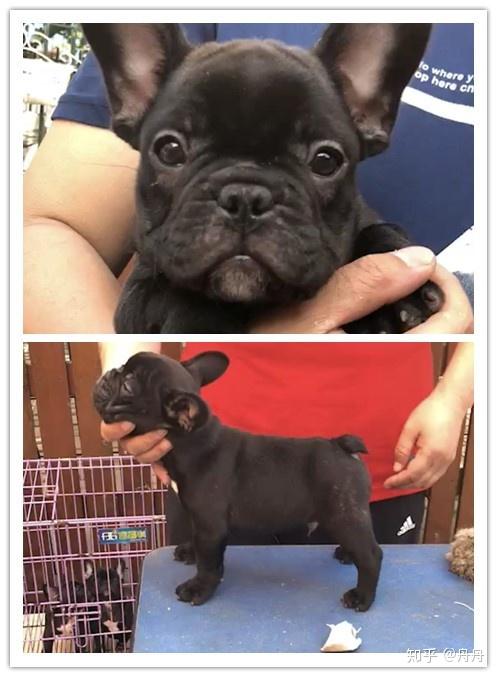 法斗犬如何看品相