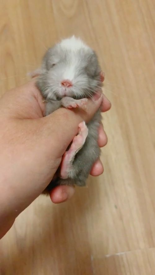 龙猫怀孕多久就生了