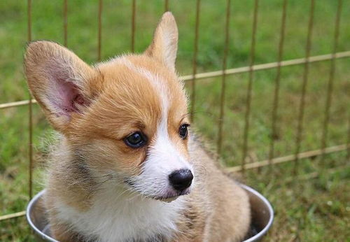 哪里能找到柯基犬