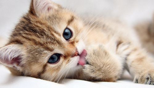 小猫打完疫苗观察多久