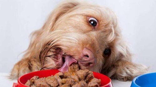 狗狗饭后运动多久合适