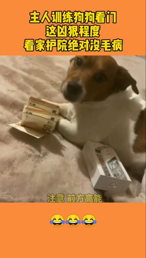 如何训练狗看家