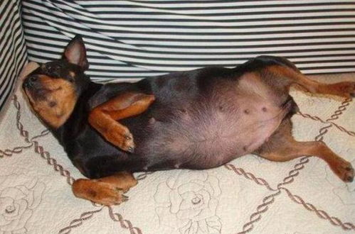 母狗怀孕多久下奶