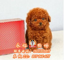 哪里卖泰迪幼犬