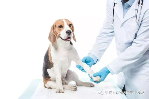 狗的人畜共患病有哪些