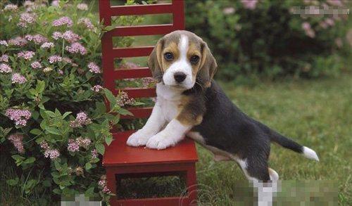 如何训练比格犬