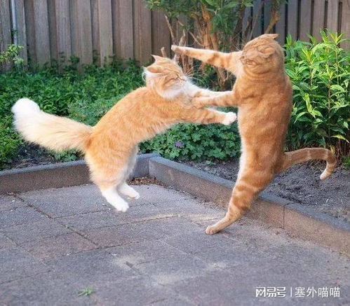 如何防止猫打架