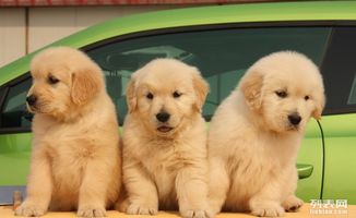 哪里买金毛犬成犬