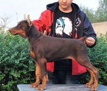 杜宾犬和金毛犬哪个好
