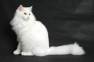 母猫多久发情一次