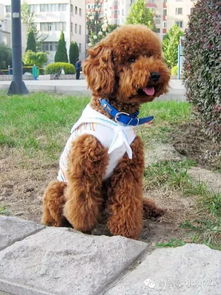 哪里有卖巨型泰迪犬的