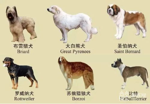 我国禁养犬种有哪些