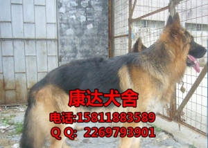 哪里有卖荷兰牧羊犬
