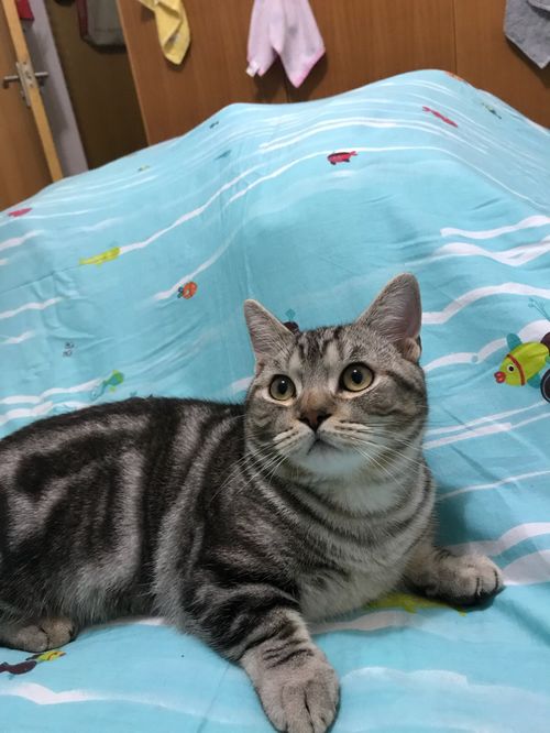 小短腿猫有哪些品种
