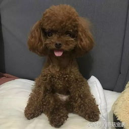 泰迪狗哪些东西不能吃