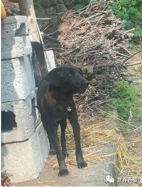 哪里有卖凉山猎犬的