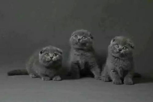 折耳猫和蓝猫哪个好