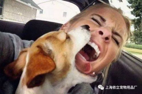 如何应对狗的攻击