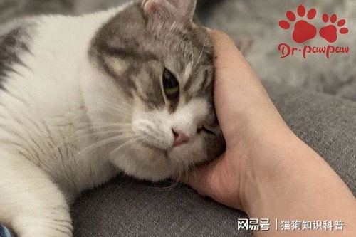 如何判断猫是否感冒