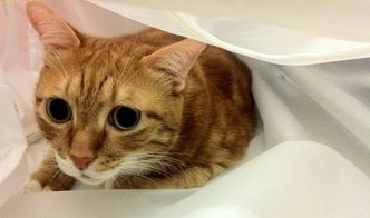 猫吃药多久有反应