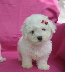 南京哪里能买到比熊犬