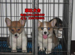 湛江哪里可以有狗狗卖