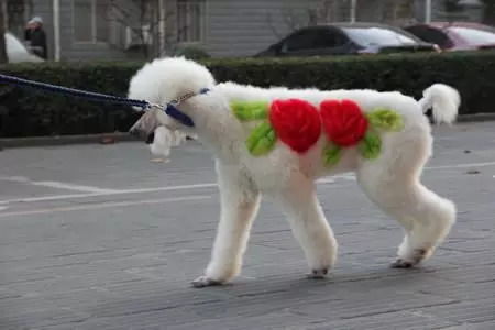 狗狗如何染毛