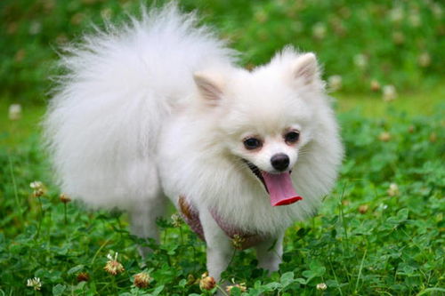 白色的小型犬有哪些