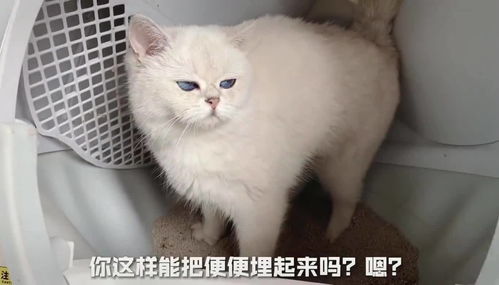 如何清洁猫咪屁股