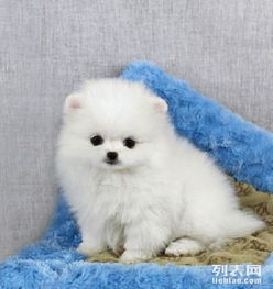 茶杯犬博美的寿命多久