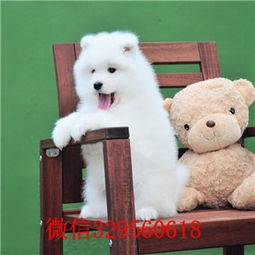 黄石哪里可以卖狗狗