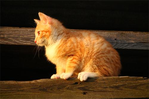 猫绝育需要照顾多久
