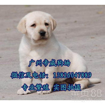 北京买狗狗哪里好