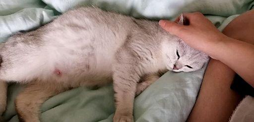 如何照顾怀孕猫猫