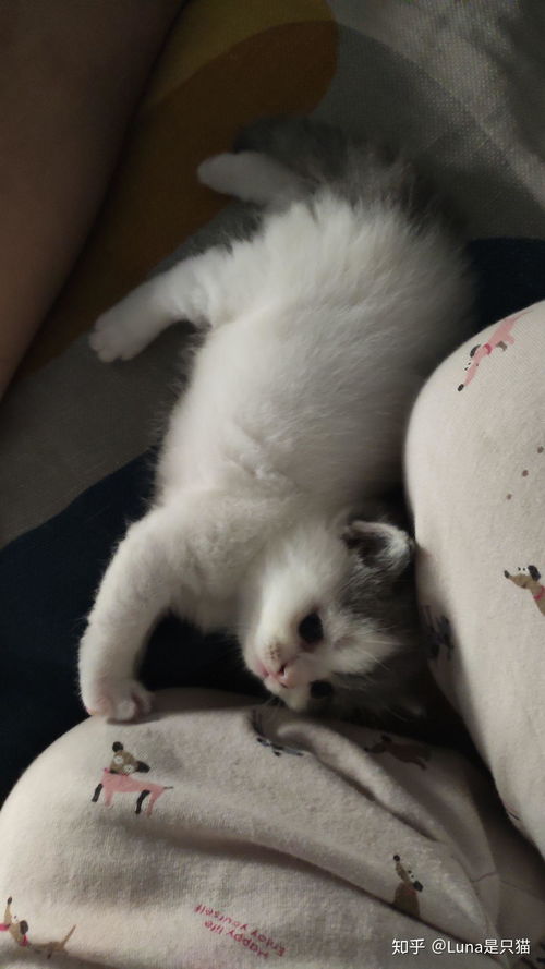 上海哪里可以买小猫