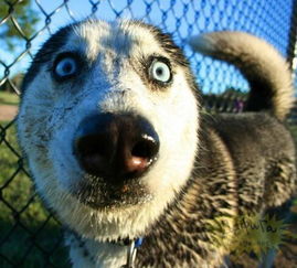哪些巨大型犬适合家养
