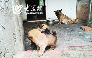 哪里有收留狗的