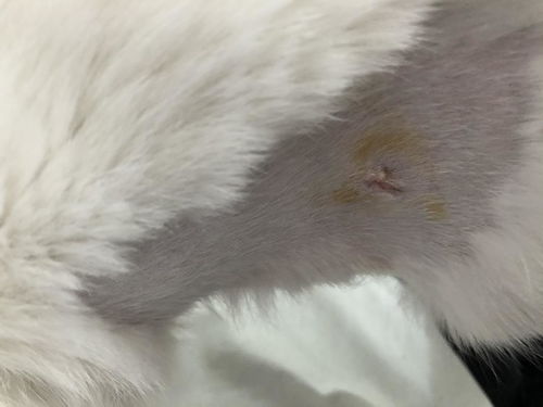 母猫绝育多久能拆线