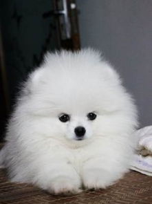 博美犬在哪里买的