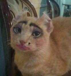 哪里有猫罐头卖