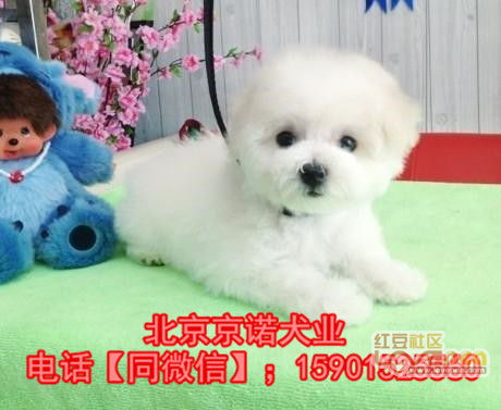 哪里有卖比熊犬的