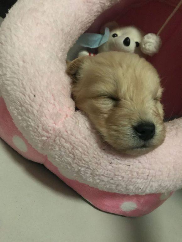 金毛幼犬每天睡多久