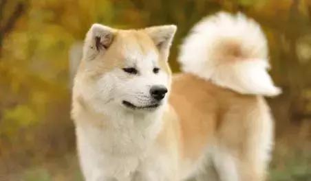 国内哪里有秋田犬