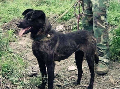 哪里有凉山猎犬卖的