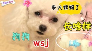 如何给狗狗自制生理裤