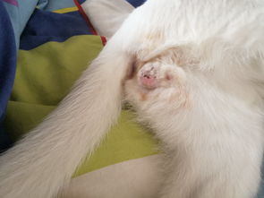 猫绝育伤口会疼多久